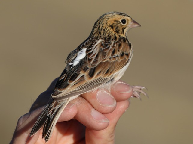 What’s Killing Migratory Birds? A New Tracking System May Offer Clues.