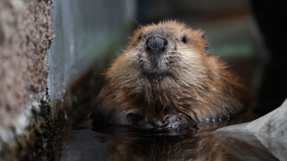 A brown beaver lounging in a water area