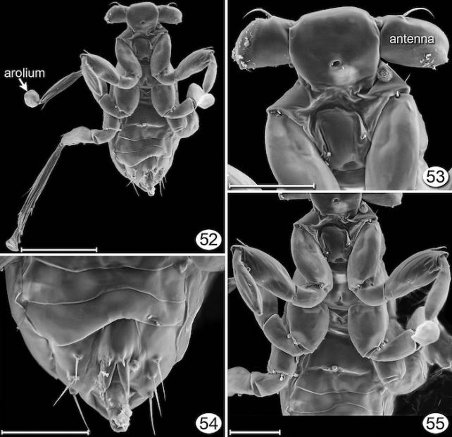 Imaging of the Dicopomorpha echmepterygis parasitic wasp 
