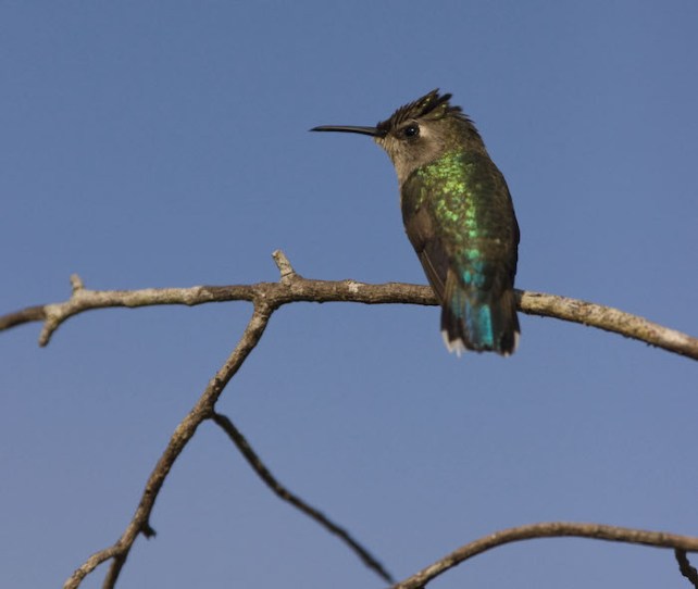 A bee hummingbird on a branch in Cuba. 