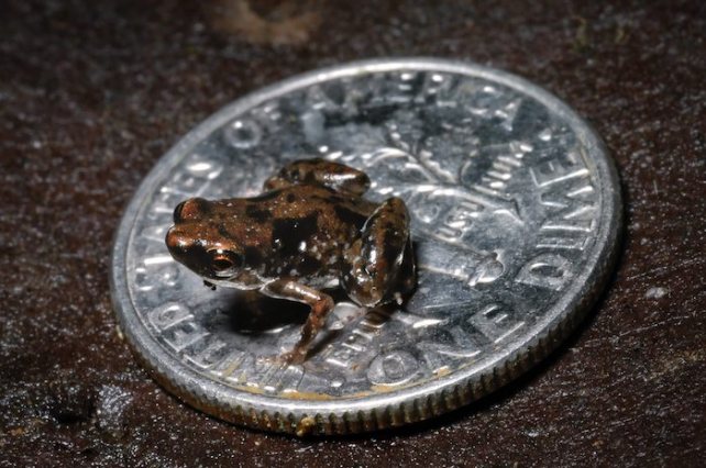 The tiny Paedophryne amauensis on a coin