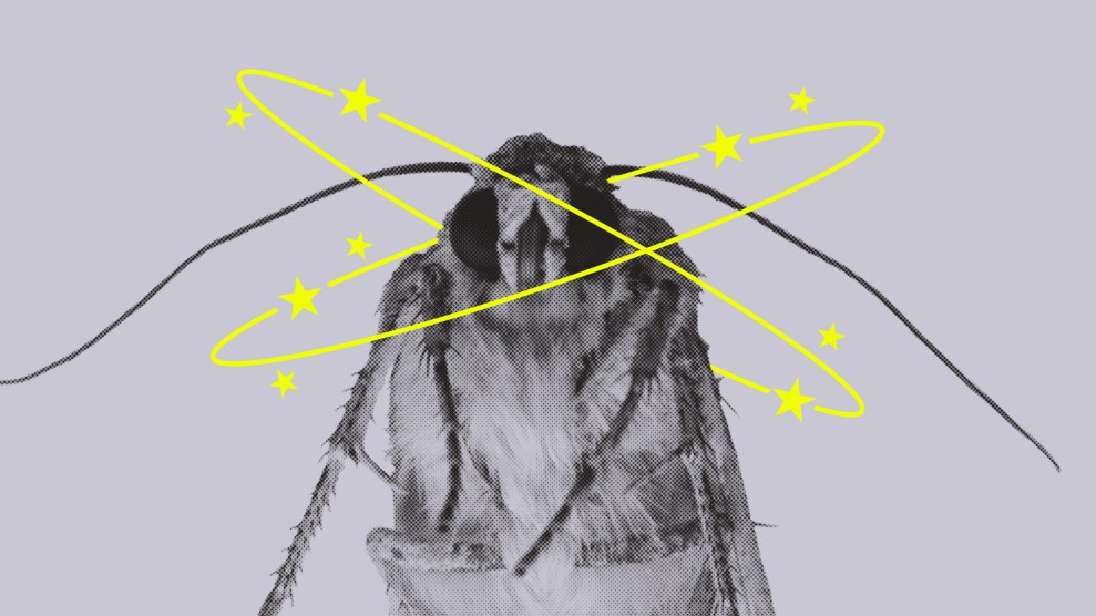 A photo illustration of a moth with cartoon dizzy stars orbiting its head