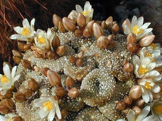 The cactus Blossfeldia liliputana, which has flowers growing out of it