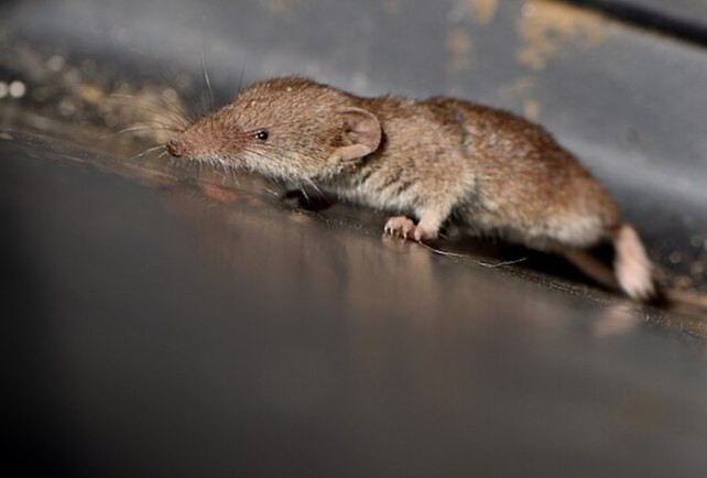 A small Etruscan Shrew on a metal floor