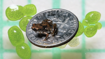 A frog sitting on a coin with small green shapes in the background