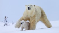 Polar bear mother and cub walking together on snow