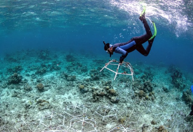 一个穿着潜水服的人在水中盘旋，在漂白的珊瑚礁上举着一个小笼状结构。 
