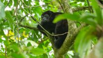A small black monkey lounging in a tree with green leaves