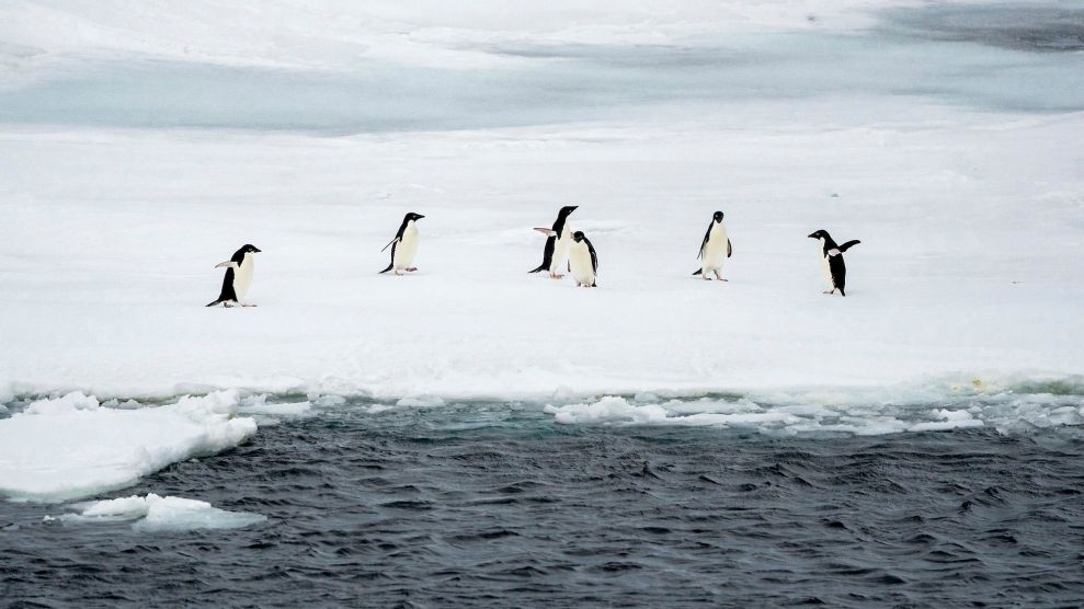 A handful of penguins on snow, surrounded by slush and the ocean