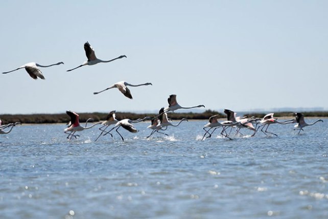 Flamingos taking off from a lagoon