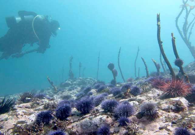 A figure hovers underwater looking at purple, spiky sea urchin.