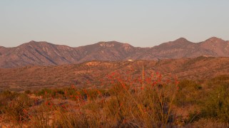 Outdoor land in Arizona, with mountains and flowers visible