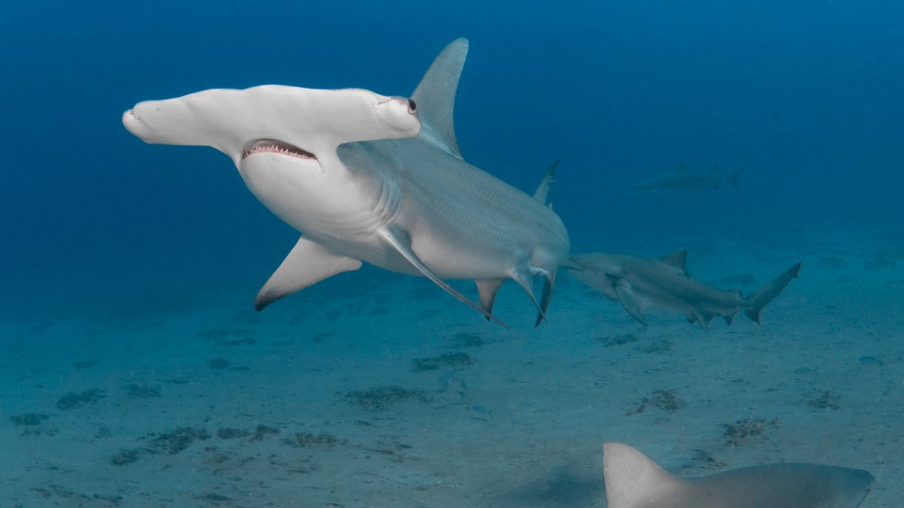 A hammerhead shark swimming in blue waters