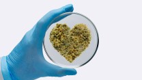 An illustration of a scientist's hand holding a petri dish with heart-shaped marijuana inside.