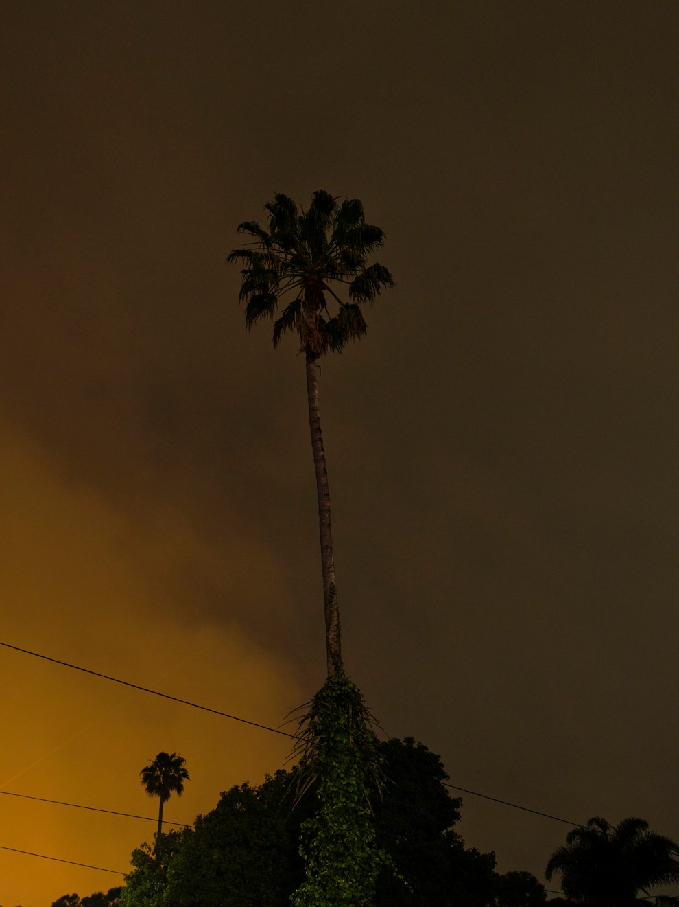 A dark palm tree against an orangey dusk sky.