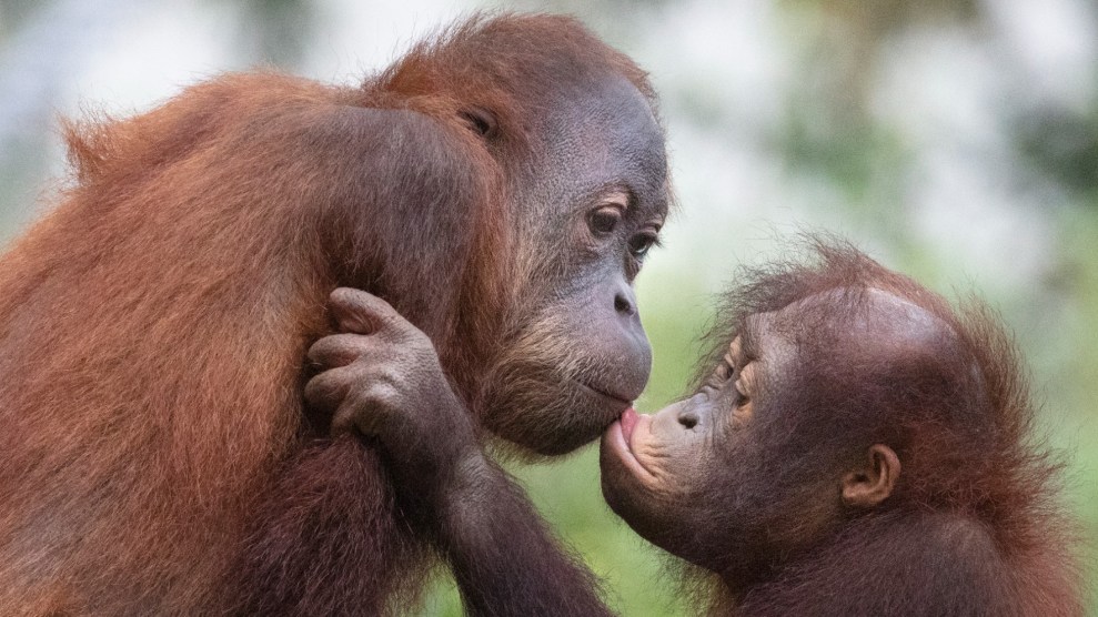 Two Orangutan lean their faces together