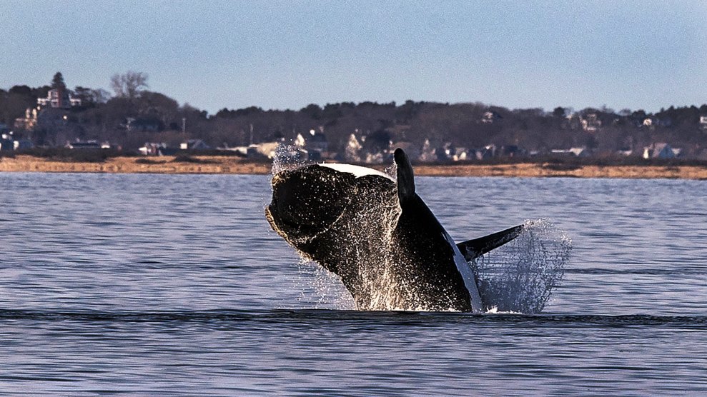 A right whale with a white belly is half out of the water not far from land.