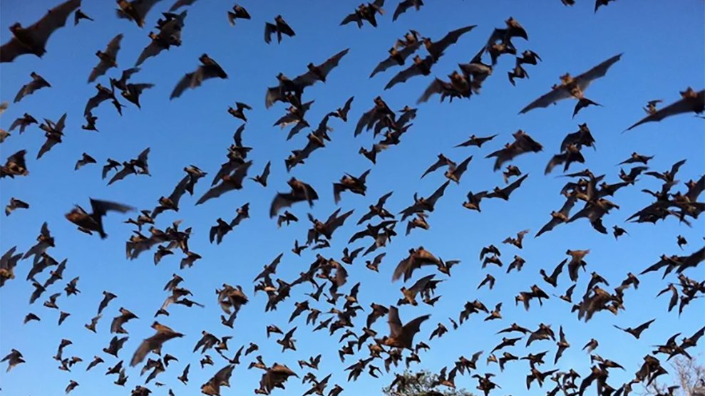 dozens of bats flying against a blue sky