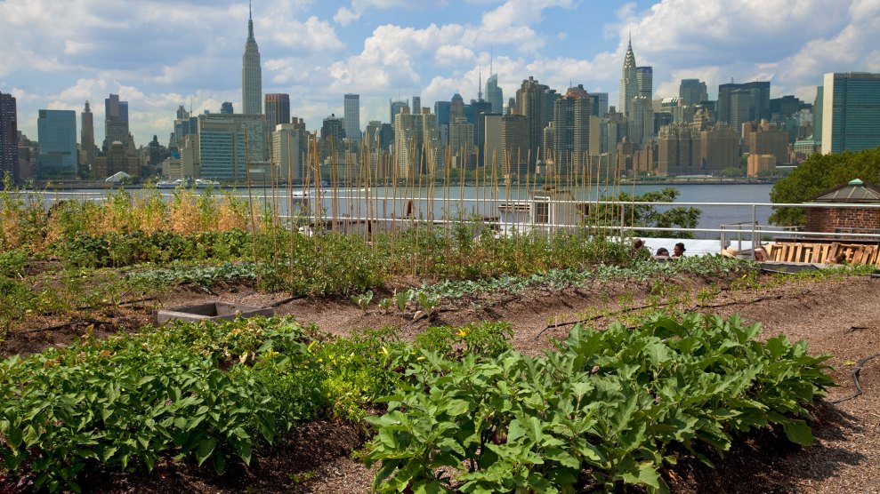 rows of vegetables growing on a brooklyn rooftop with the Manhattan skyline across the river in the backrdound