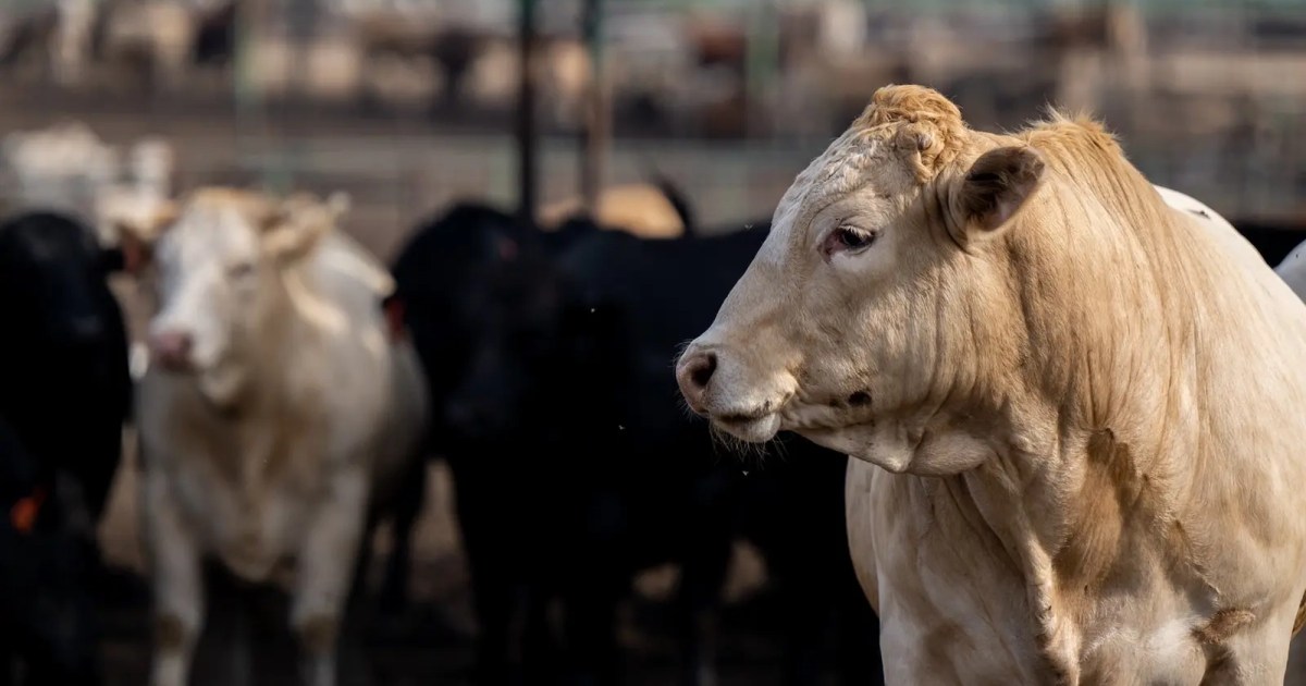 “Climate Smart” Beef Was Never More Than a Marketing Fantasy