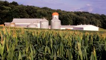 A cornfield, barn, and three metal silos.