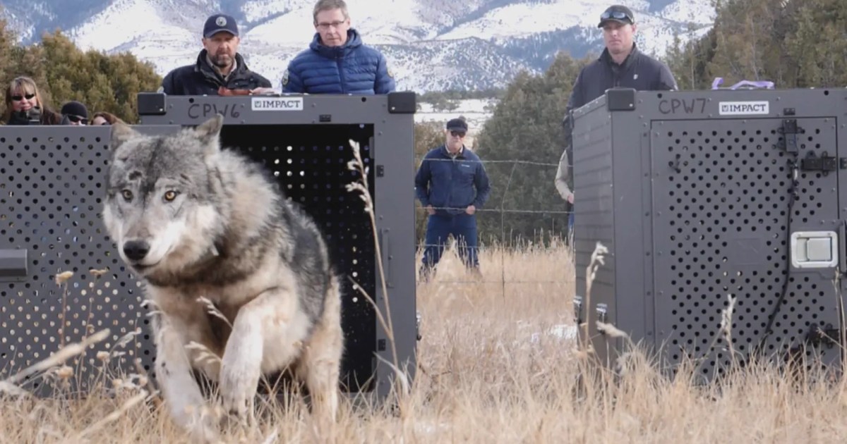Colorado Finally Got Its Wolves Back. Why Are So Many Dying?