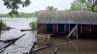 A flooded chicken coop with a chicken on the roof