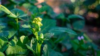 A small yellow flower among green leaves