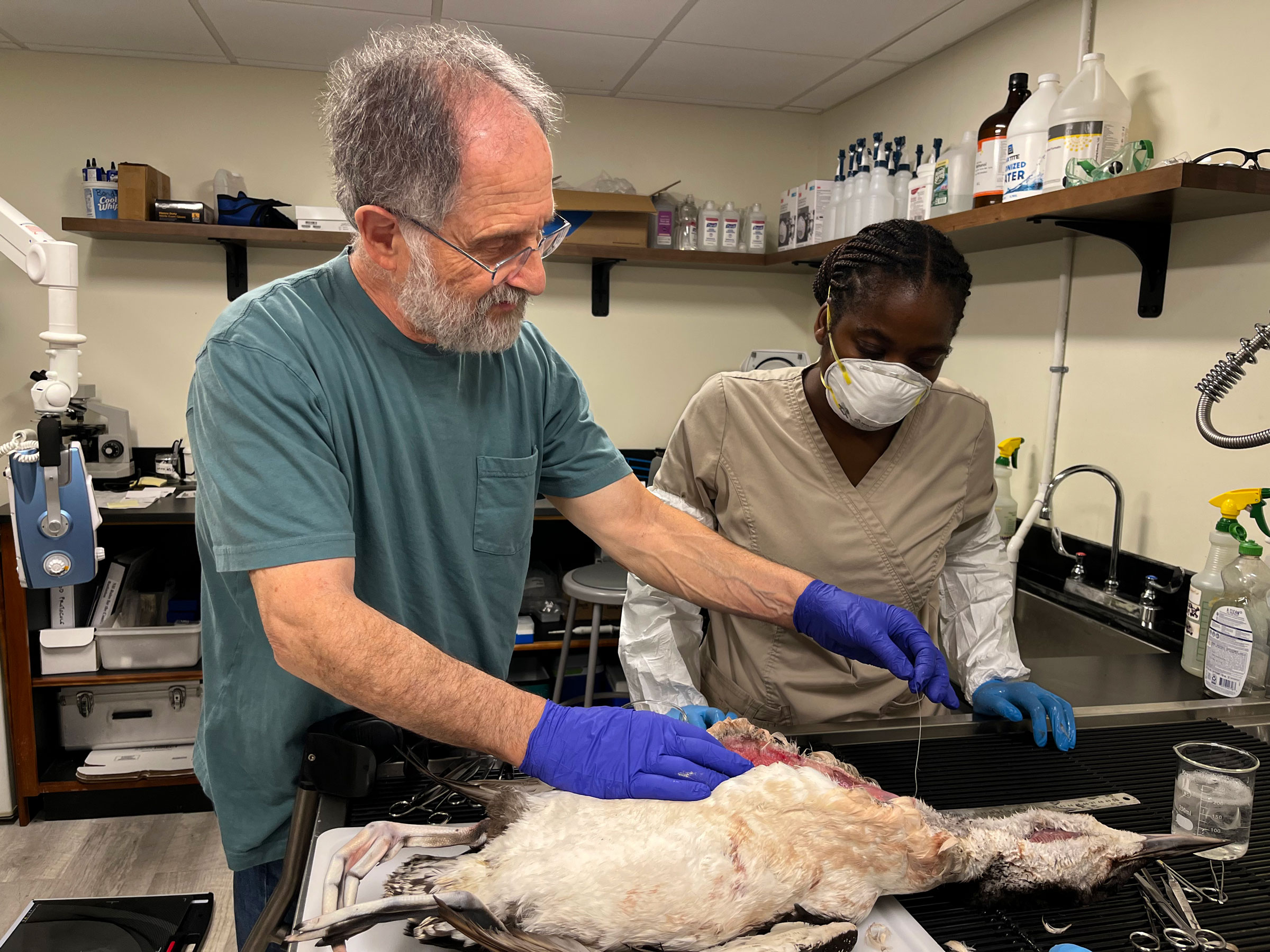 Two people look at a loon laying on a dissection table.
