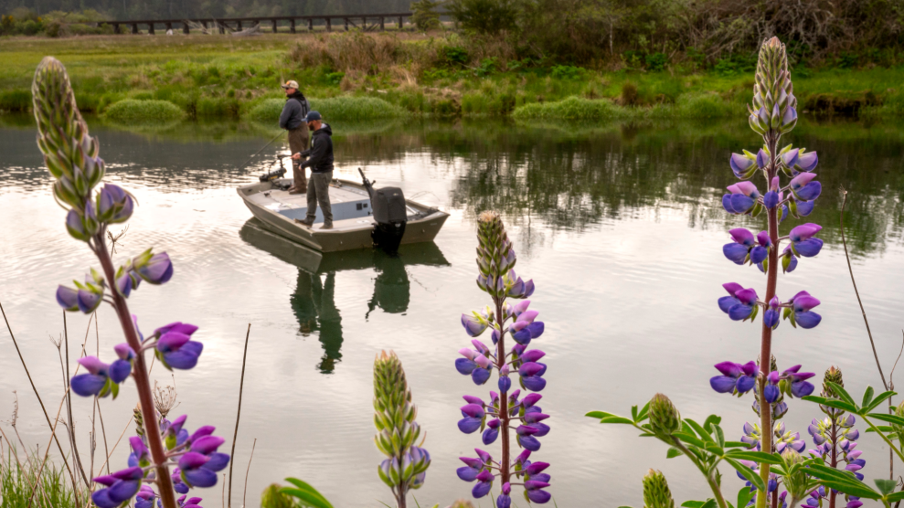 Two people stand in a small boat fishing. They are obscured by bright purple flowers.
