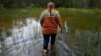 Woman in an orange shirt faces away from the camera and walks in shallow water among reeds.