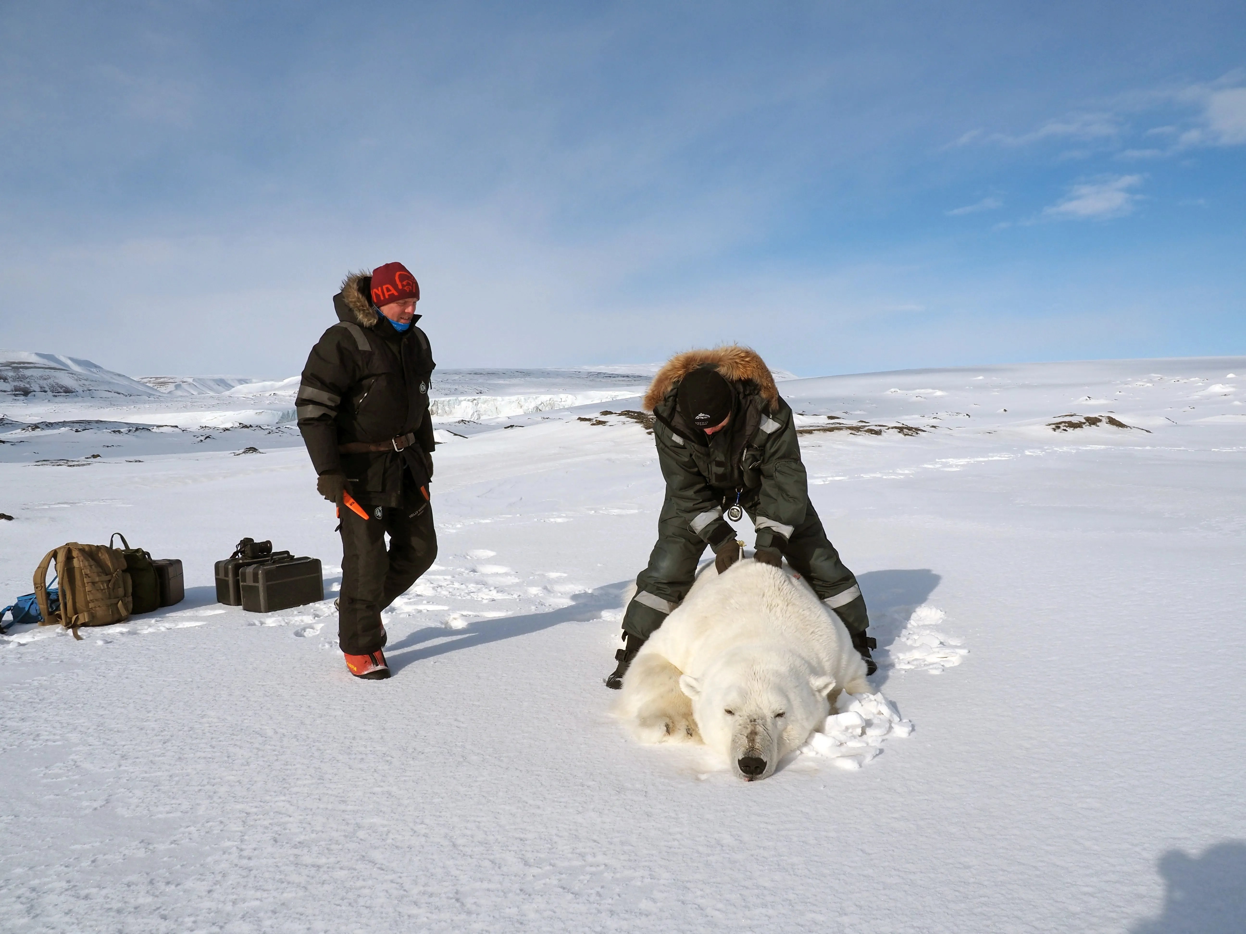 To researchers stand on a snowy field bundled in black jackets. One straddles a polar bear to measure it for a study.