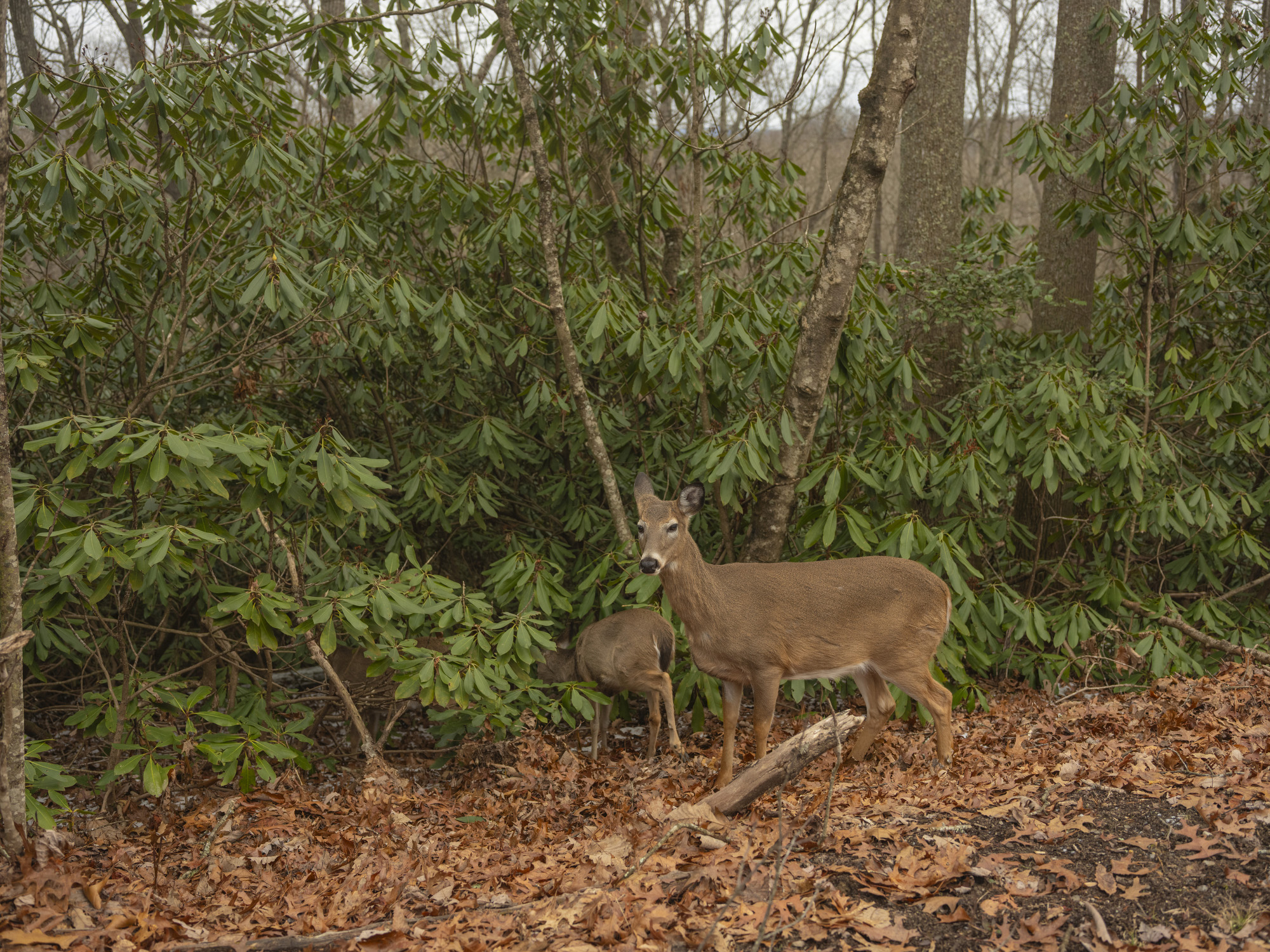 Two deer near the edge of a forest.