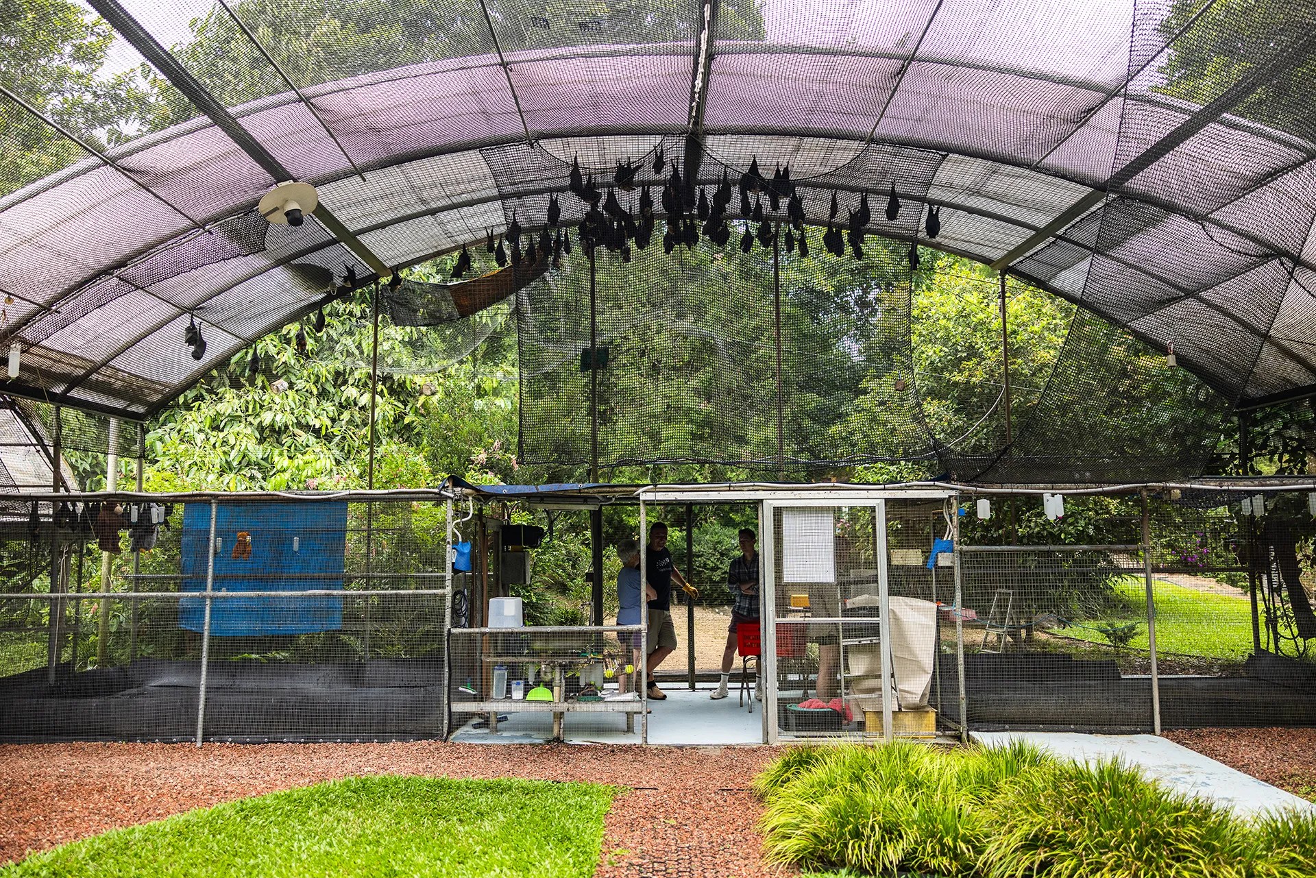 Bats hang on mesh in enclosure.