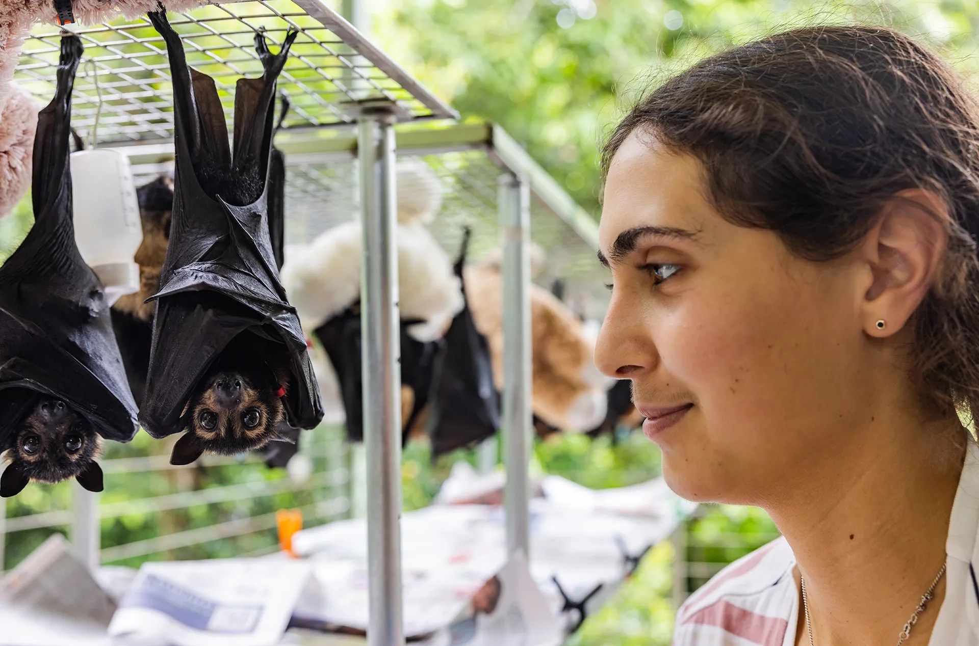 A person with dark, pulled back hair looks at bats hanging upsidedown.