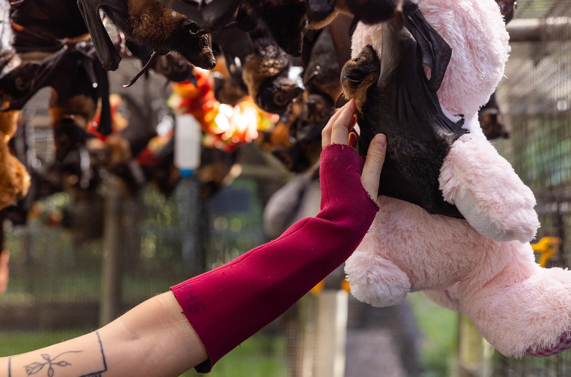 A bat clings to pink bear.