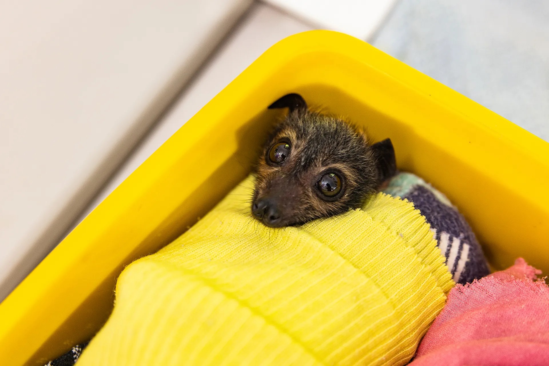 A bat wrapped in a yellow blanket lays in a yellow container