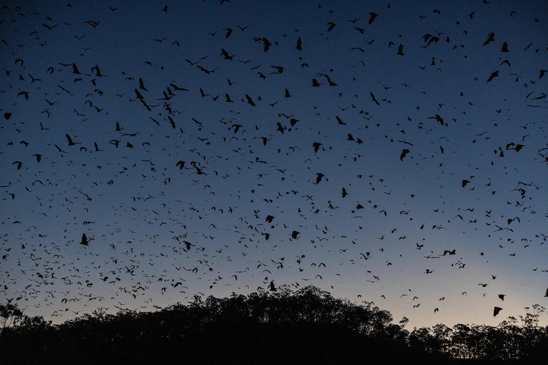A sunset covered in flying bats.
