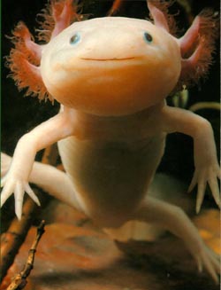 Cute Endangered Animal: Axolotl Salamander – Mother Jones