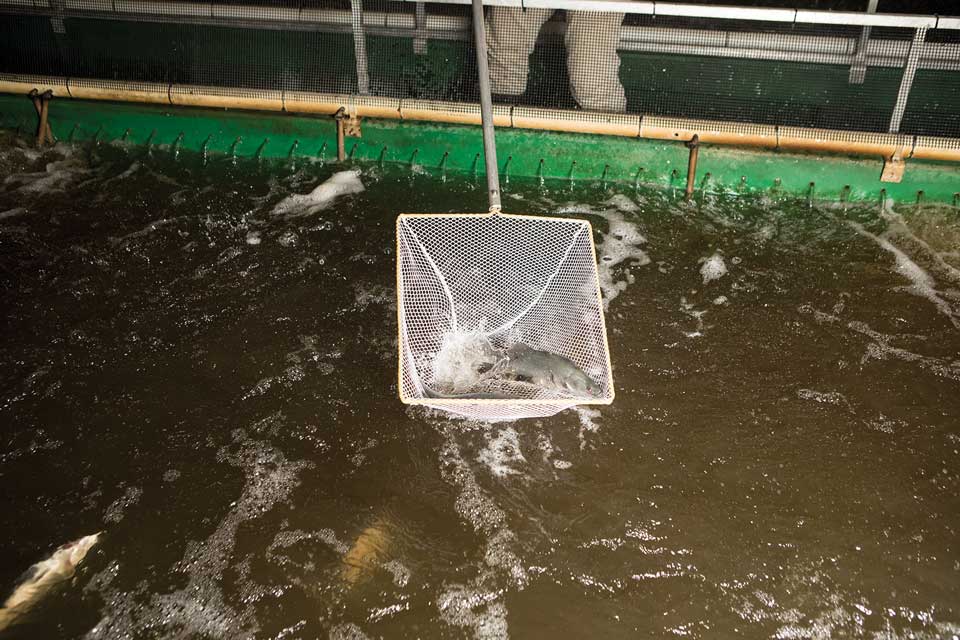 city farmers fish tanks