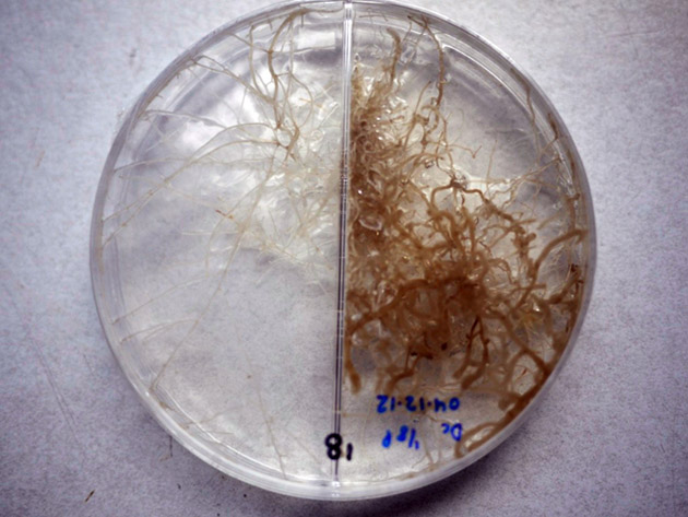 Mycorrhizal fungi 