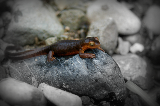 California newt: