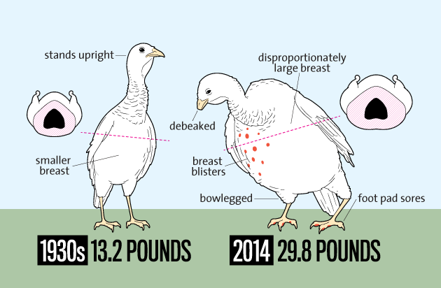 Turkey Weight Chart