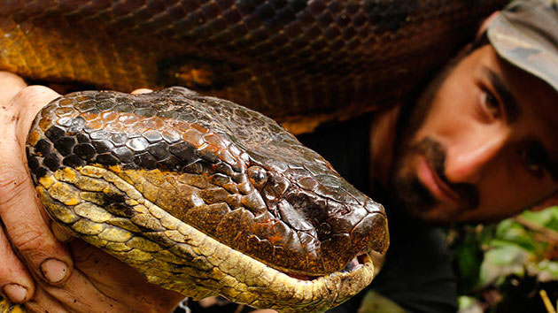 Discovery Channel: Now With More Facts, Fewer Snakes Eating Humans – Mother  Jones