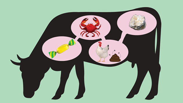 5 Surprising Things We Feed Cows Mother Jones