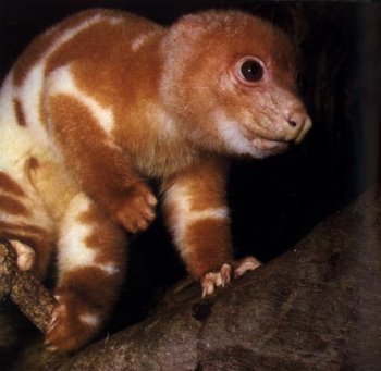 Cute Animal in Danger: Cuscus – Mother Jones