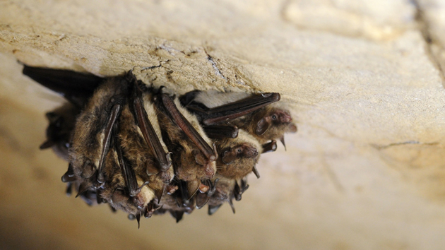 Think Bats Are Creepy? Well, Check Out These Adorable Photos. – Mother Jones