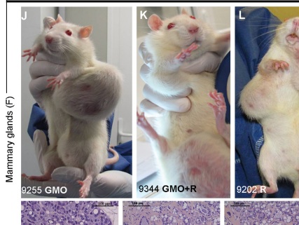Image result for gmo rats tumor