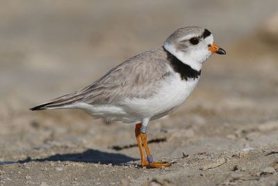 Piping plover: Mdf via Wikimedia Commons