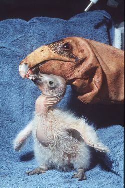Condor chick being fed by condor feeding puppet Wikimedia Commons